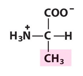 <p><span>Nonpolar amino acid. [Ala, A]</span></p>