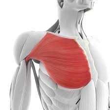 <p>Chest</p>
