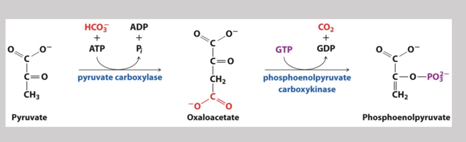 <p>Part of the first bypass in glyconeogeneis where oxaloacetate is converted into phosphoenolpyruvate → a phosphate is added, a CO2 is yielded, and the process oxidizes GTP to GDP (reversible under intracellular conditions) </p>