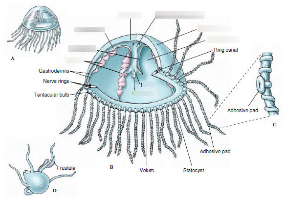 <p><strong><mark data-color="rgba(0, 0, 0, 0)" style="background-color: rgba(0, 0, 0, 0); color: inherit;">at the edge of the subumbrella (the underside)</mark></strong><span> and is a defining characteristic of hydromedusae</span></p>