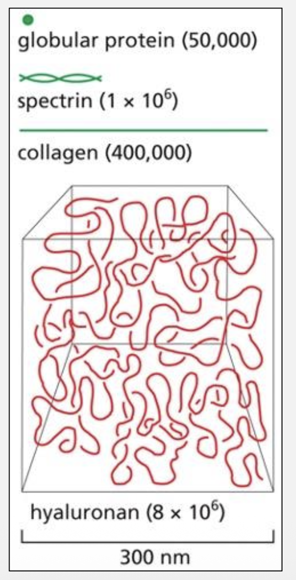<p>Large size, negative charge, hydration shell</p>