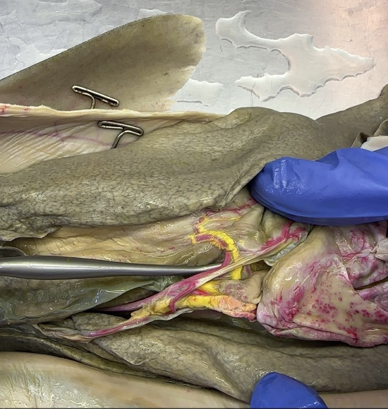 <p>what is this?</p>