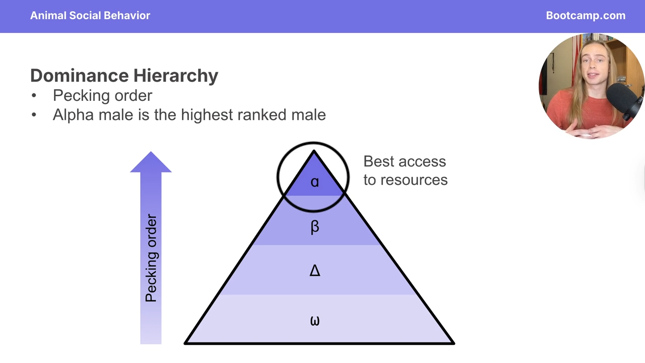 <p>Pecking order in which alpha males gets the best acess to recources </p>