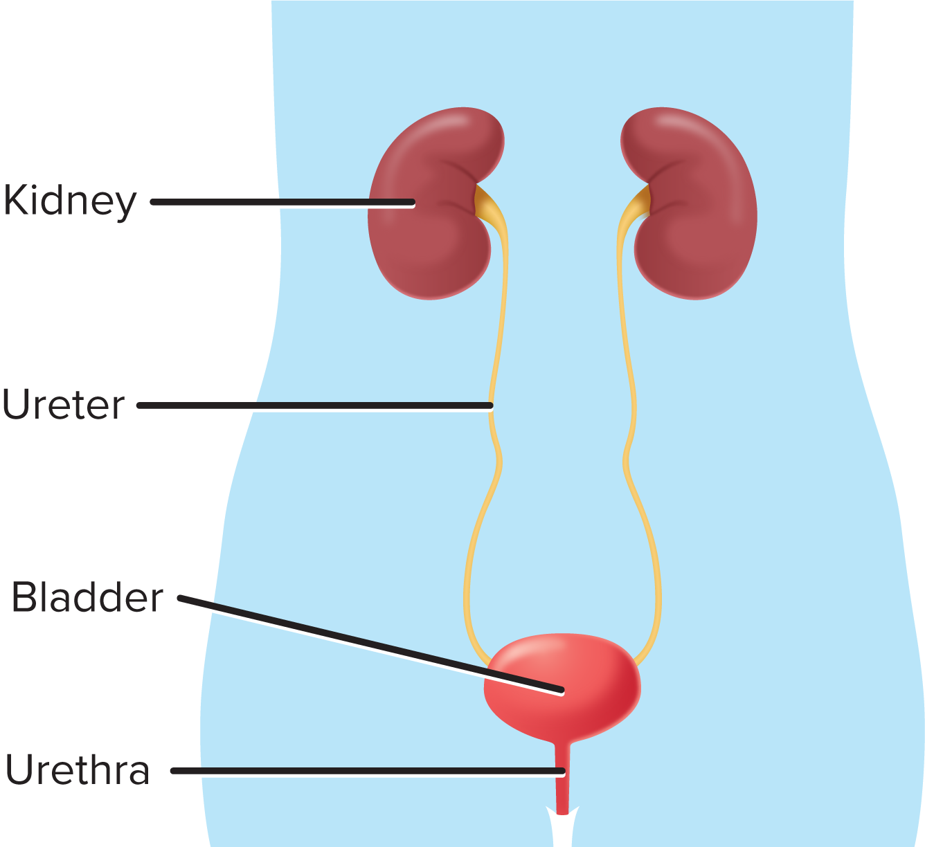 <p>urinary system</p>