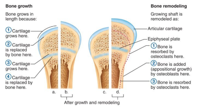 <p>Bone remodeling serves several essential functions:</p><p> 1. Repair microdamage</p><p>Daily stress causes tiny fractures that must be repaired.</p><p> 2. Adapt to mechanical stress</p><p>Bones strengthen where loads increase (Wolff’s law).</p><p> 3. Calcium homeostasis</p><p>Bone acts as a calcium reservoir.</p><p> 4. Replace old bone</p><p>Old bone is continuously renewed.</p><p> Remodeling cycle:</p><ol><li><p>Osteoclasts resorb bone</p></li><li><p>Osteoblasts lay down new bone</p></li><li><p>Bone mineralizes</p></li></ol><p>Balanced remodeling maintains skeletal strength and metabolic function.</p>