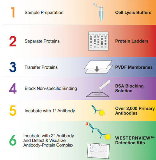 <ul><li><p>isolate proteins and determine what is present at each stage</p></li></ul><ol><li><p>isolate protein, denature, coat w/ - charge</p></li><li><p>run proteins through gel</p></li><li><p>3 stain and blot proteins thru primary and secondary antibodies</p></li><li><p>compare protein presence @ different timepoints</p></li></ol><p></p>