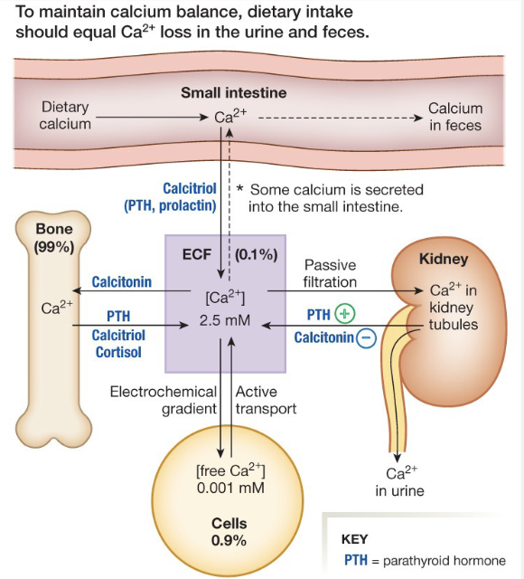 <p>Calcium Balance and Loop</p>