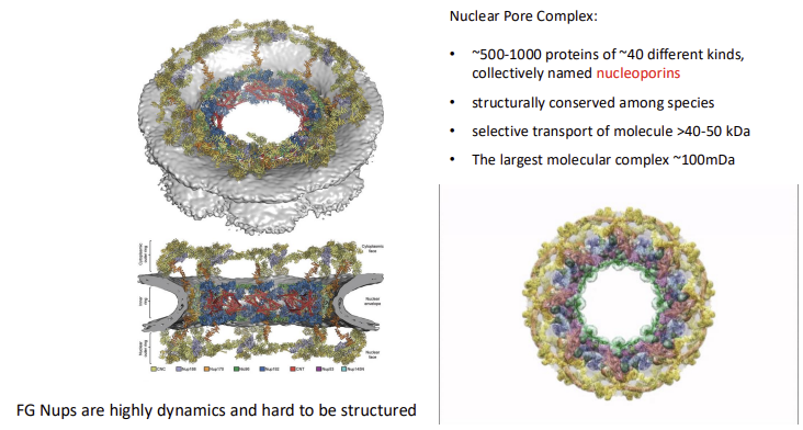 <p>NPC Core Structural Modules, Periphery Structures, and Central Channel </p>