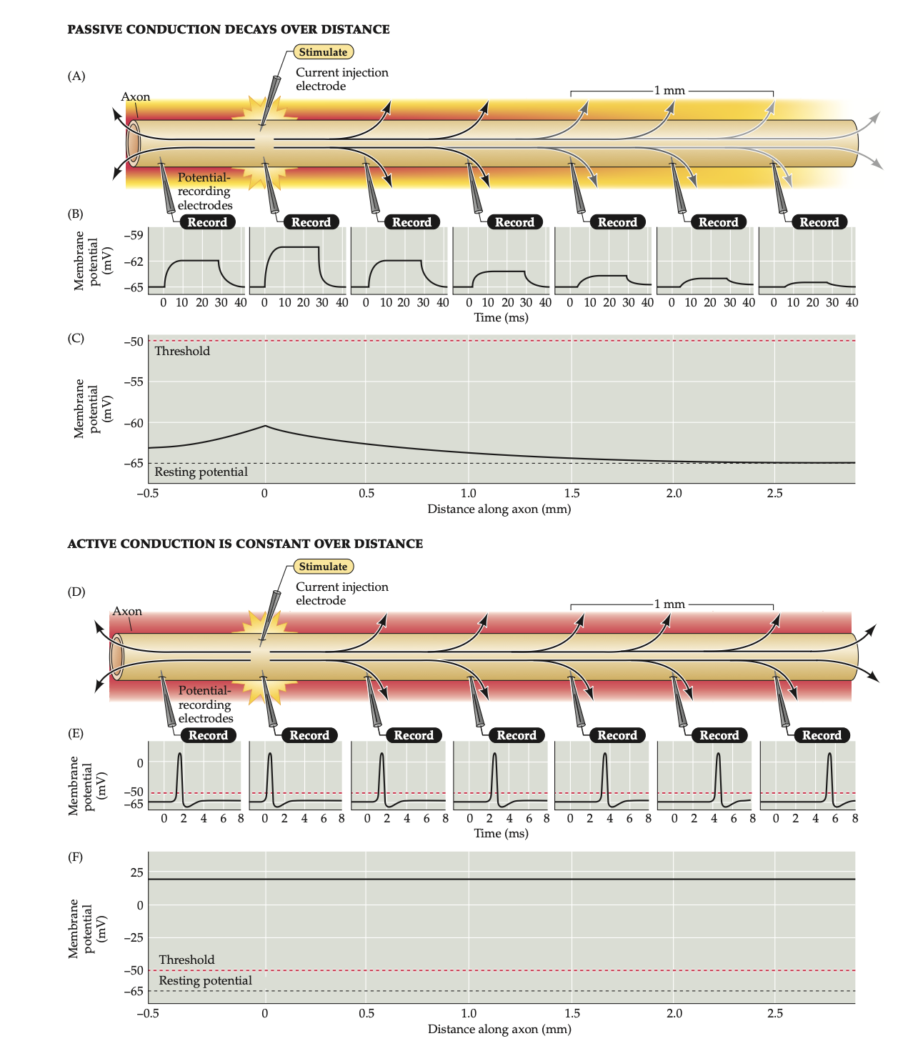 <ul><li><p><span style="background-color: transparent;">If you record current at different locations on axon as you move further and further from stimulation site response decreases. This is because current leaks out of cell over time. - so only really works for shortest axons (1mm or less)</span></p></li><li><p><span style="background-color: transparent;">Current can “leak” out of membrane which can be a problem bc how can brain control arms and legs</span></p><ul><li><p><span style="background-color: transparent;">Loss becomes significant after only about 1-2 mml</span></p></li></ul></li></ul><ul><li><p><span style="background-color: transparent;">The way our systems solve that is through action potentials in order to maintain signals? Across long distances&nbsp;</span></p><ul><li><p><span style="background-color: transparent;">Basically keeps message intact</span></p></li><li><p><span style="background-color: transparent;">an action potential of constant amplitude is observed along the entire length of the axoncircumvents inherent leakiness of neurons</span></p></li></ul></li></ul><p></p>