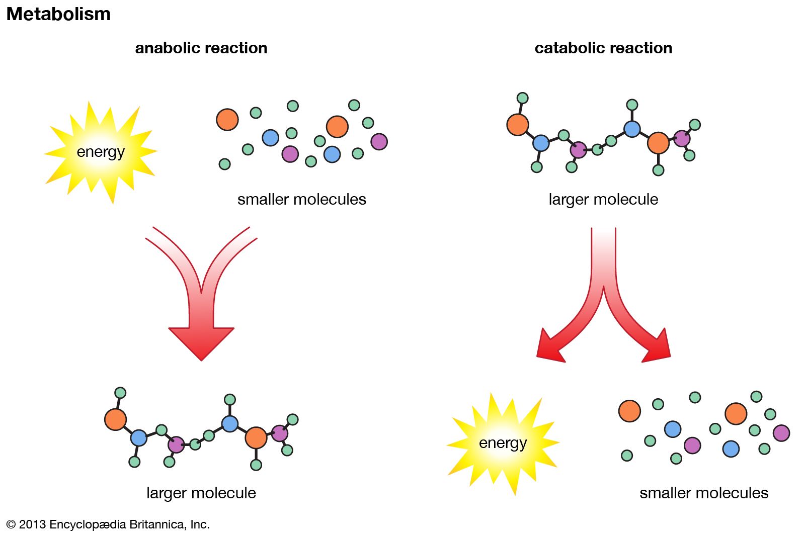 <p>The breakdown of larger molecules into smaller subunits. Releases energy.</p>
