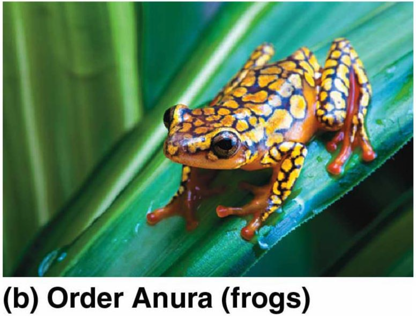 <p>Frogs (Anura)</p>
