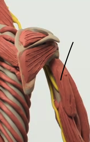 <p>Location: outer back of upper arm</p>