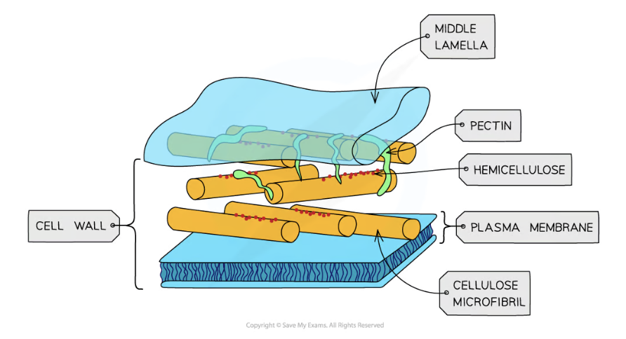 <ul><li><p>outermost layer of the cell</p></li><li><p>acts as an adhesive, helping stick to other cells</p></li><li><p>gives the plant stability </p></li></ul><p></p>