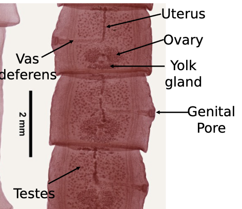 <p>mature proglottid</p>