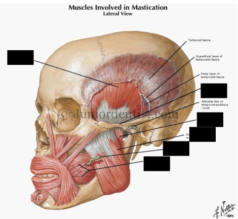 <p>What are the muscles involved in mastication?</p>