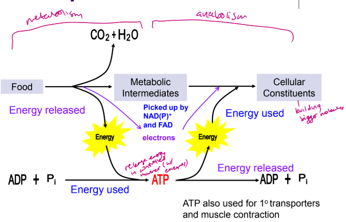 <ul><li><p>produce ATP - by breaking down molecules with catabolism </p></li><li><p>build important molecules - needs energy with anabolism </p></li><li><p>maintain homeostasis</p></li></ul><p></p>