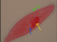 <p>Blue arrow - Give the function</p>