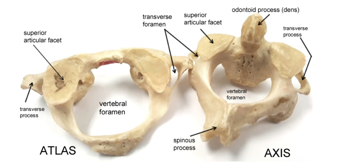 <ul><li><p>small and light because they are not supporting a lot of weight (relatively speaking), and they are specialized to allow a lot of movement of the neck, particularly rotation.</p></li><li><p><span>A unique feature - presence of </span><strong>transverse foramina</strong><span> which allow the passage of the arteries, veins, and nerves that supply the brain.</span></p></li><li><p><span>Due to their limited load-bearing function, cervical vertebrae are lightweight and have relatively small bodies.</span></p></li></ul><p></p>