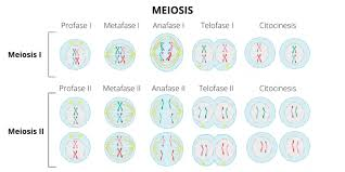 <p>Meiosis I vs Meiosis II</p>