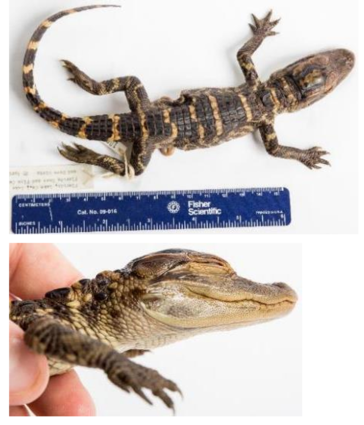 <p>American Alligator family & family name</p>