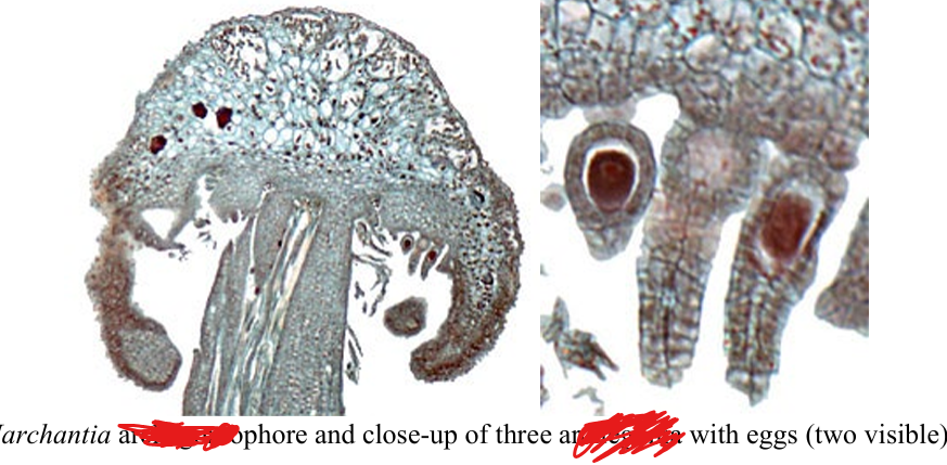 <p>female reproductive structure</p>