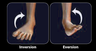 <p>describes movement in the ankle relative to the sole of the foot</p><ul><li><p>inversion - when the sole is turned towards the median plane of the body</p></li><li><p>eversion - when its turned award from the median plane</p></li></ul><p></p>