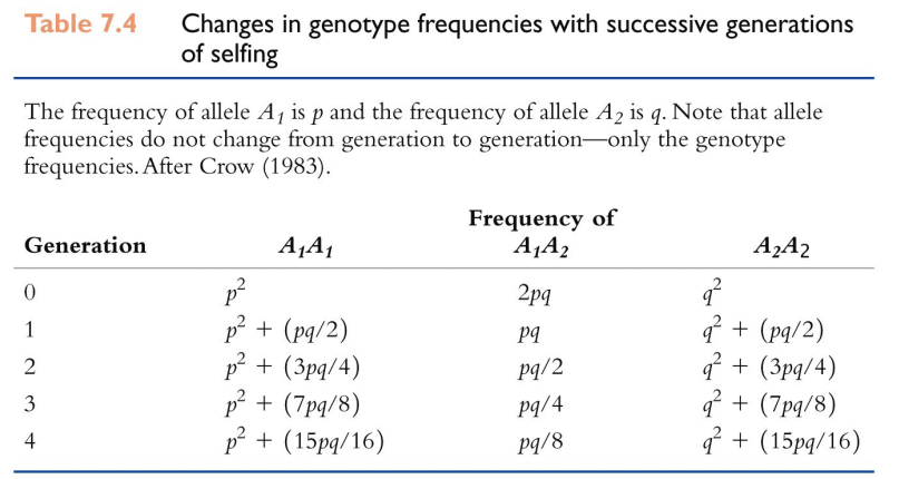 <ul><li><p>Successive generations of selfing result in a <strong>deficit of heterozygotes </strong>compared to an <strong>excess of homozygotes</strong></p></li></ul><p>Note:<u> allele frequencies (p and q) are not changing</u>—everyone is mating—but the <strong>genotype frequencies are changing</strong></p>