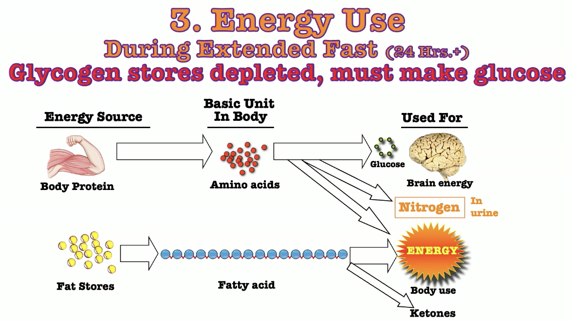 <p>causes the levels of nitrogen in the urine to increase as <span>body isn’t receiving a dietary source of protein, so muscles are broken down to supply amino acids for the body to replenish protein needs</span></p><ul><li><p><span>nitrogen is stripped off and made into urea to be excreted in the urine</span></p></li></ul><p></p>