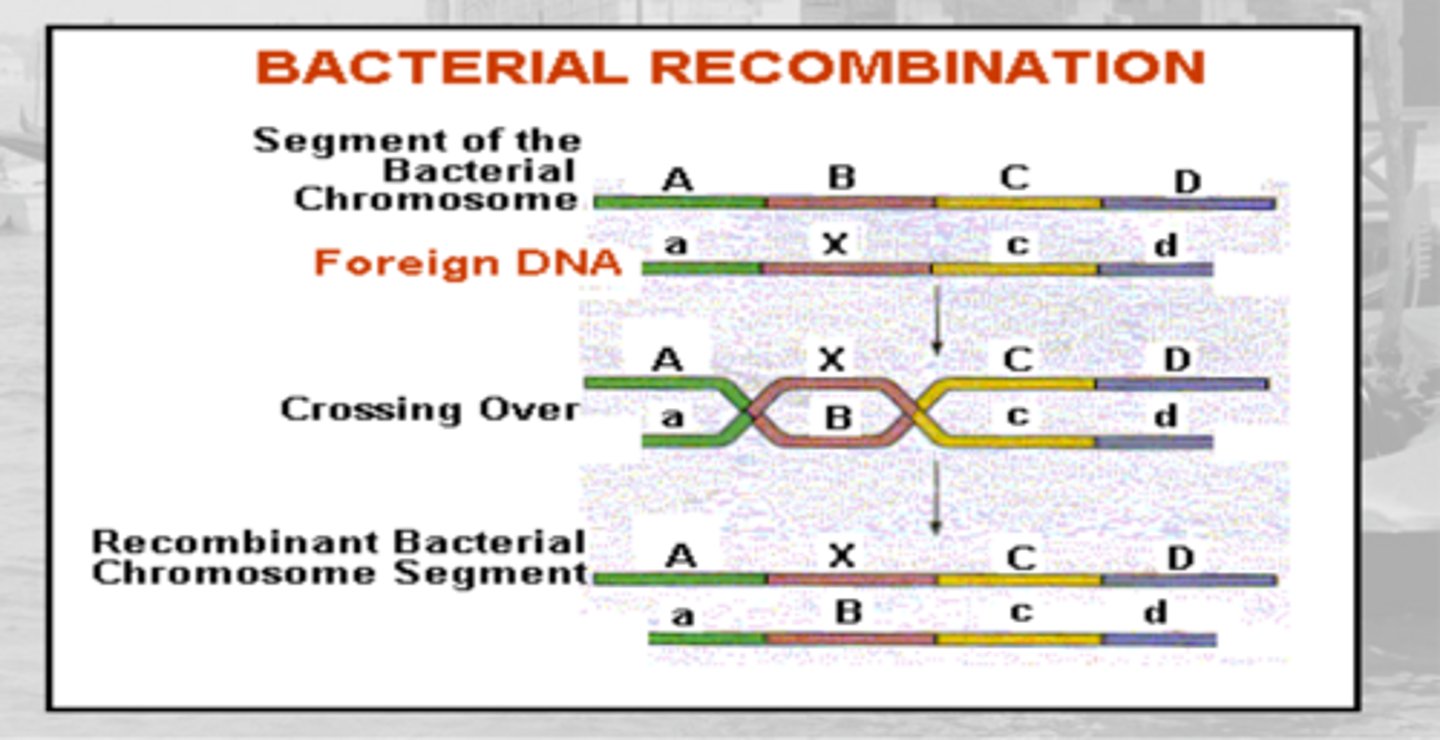 <p>recombination</p>