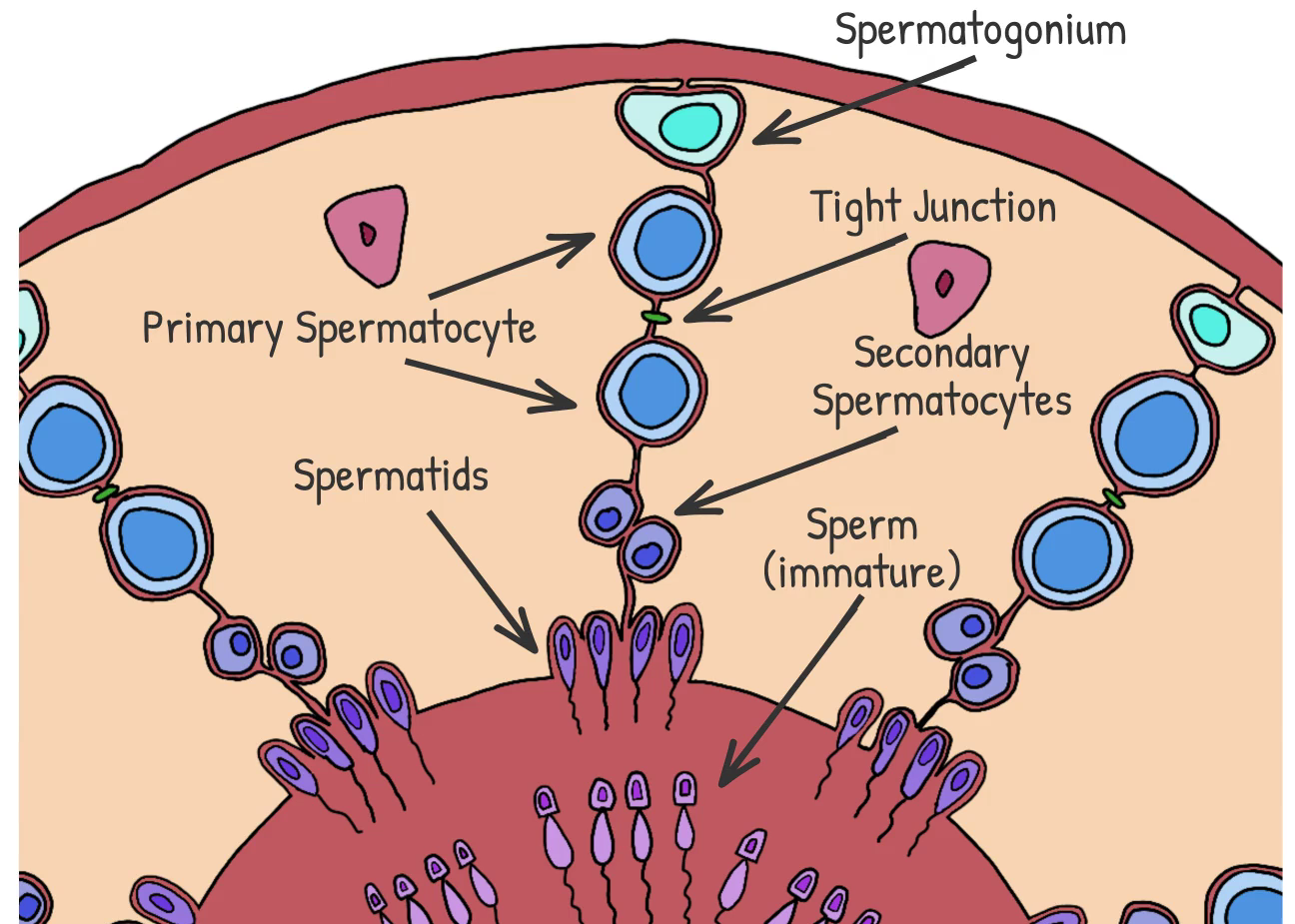 <ol><li><p>spermatogoniua (2n) divide w <u>mitosis </u>→ new spermatognium (2n) + primary spermatocyte (2n)</p><ul><li><p>spermatogonia = true stem cell</p></li><li><p>make 2 daughter cells (each w 46 chromosomes)</p><ul><li><p>1st = cont as spermatogonia </p></li><li><p>2nd = primary spermatocyte</p></li></ul></li></ul></li></ol><ol><li><p>primary spermatocyte cross tight junction</p><ul><li><p>move outer → inner seminiferious tubles</p></li><li><p>tight junctions = protect &amp; seperate envrio to help sperm mature</p></li></ul></li><li><p>primary spermatocyte divide w <u>meiosis I</u> → 2 secondary spermatocytes (n)</p><ol><li><p>each 2nd spermatocyte = 2 copies of 23 chromosomes (sister chromatids together)</p></li></ol></li><li><p>each 2nd spermatocyte divide w <u>meosis II</u> → 2 early spermatids (n)</p><ol><li><p>each spermatid = 1 copy 23 chromosomes (1 chromatid each)</p></li></ol></li></ol><ul><li><p>then move onto spermiogenesis</p></li></ul><p></p>