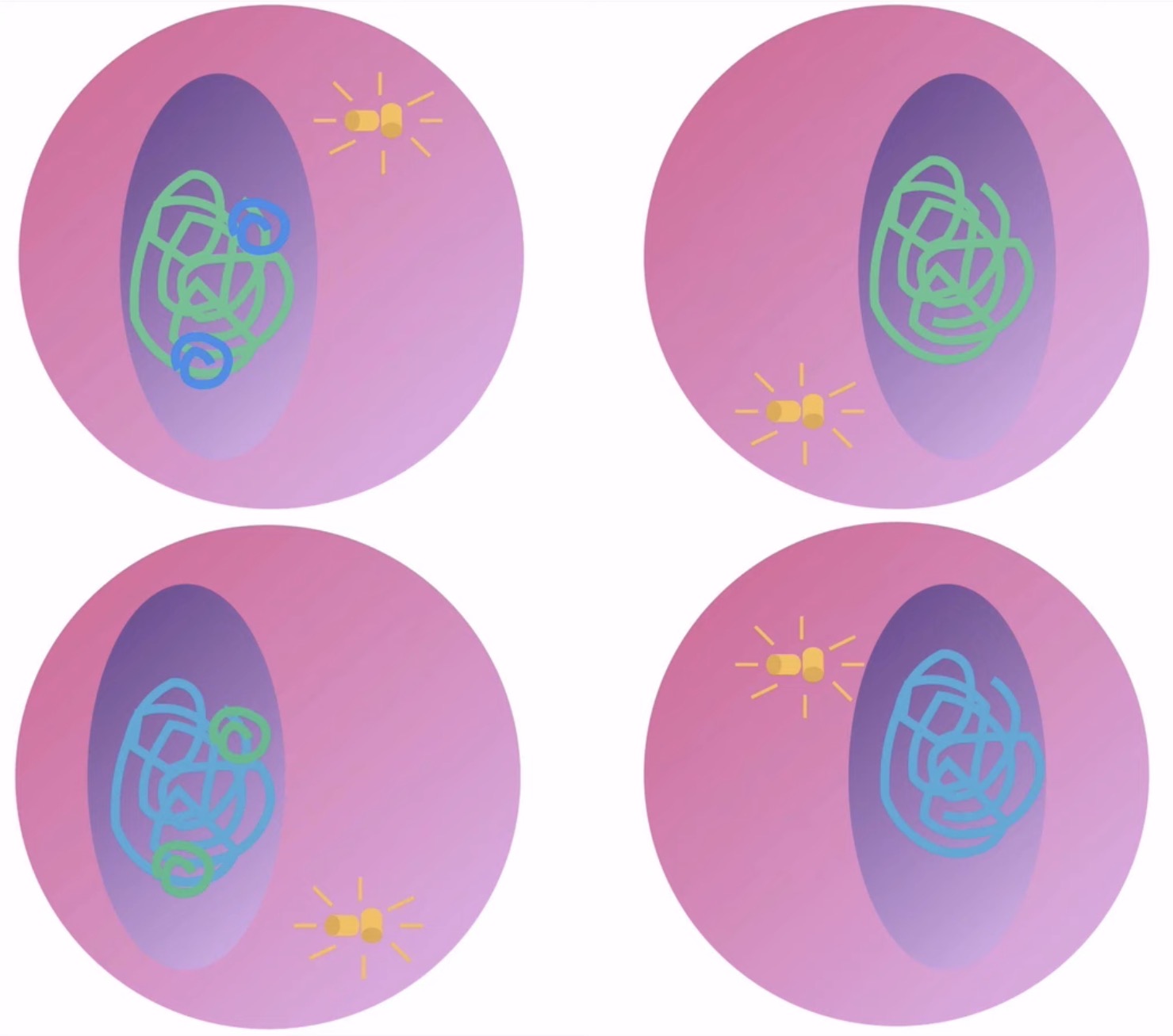 <p>When does the cytoplasm divide into 4 haploid cells that are all different? (Meiosis)</p>