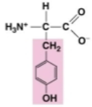 <p>tyr. polar.its carboxyl group reacts with amino group to form peptide bond</p>