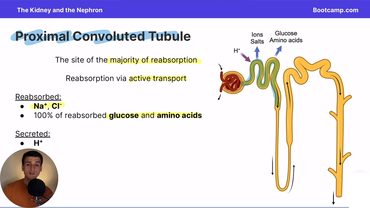 <p>via active transport </p>