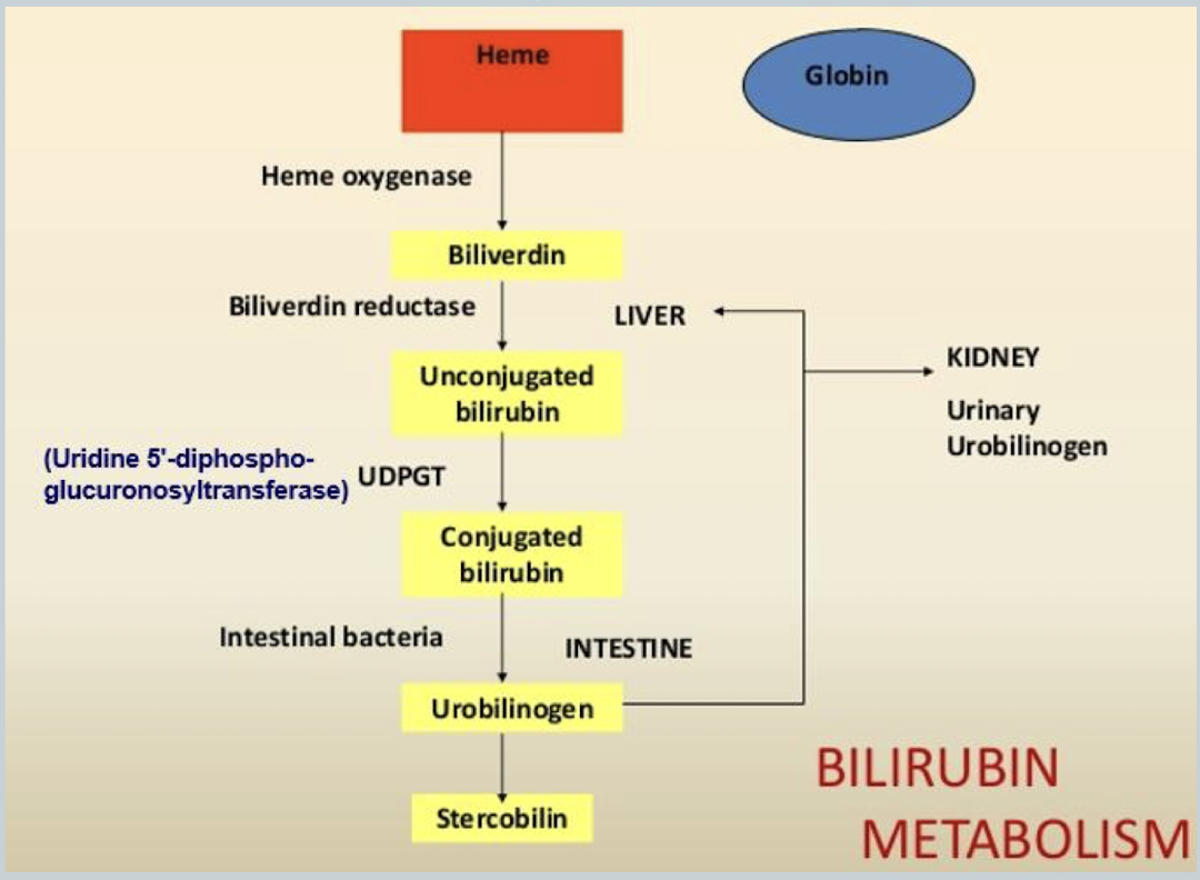 <p>Heme —heme oxygenase→ biliverdin —bilverdin reductase→ unconjugated bilirubin —UDPGT→ conjugated bilirubin —intestinal bacteria→ urobilinogen</p><p>urobiligen can travel from intestine to kidney → urinary urobilinogen</p>