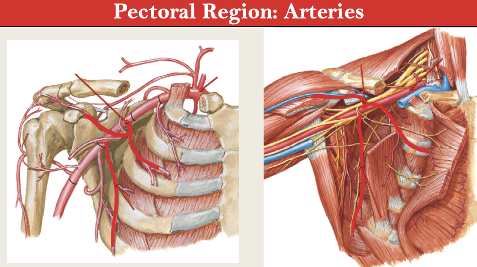 <p>LABEL Pec Region Arteries</p>