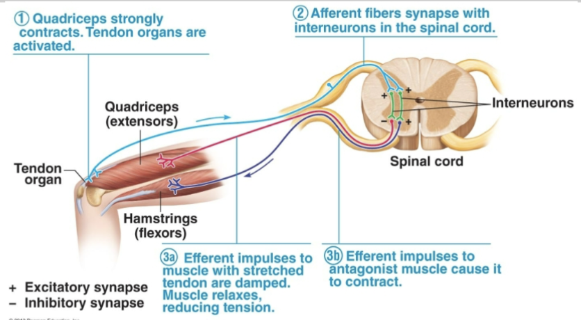<p>Golgi tendon reflex </p>