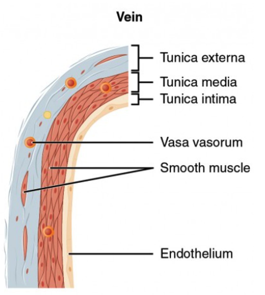 <p>veins</p>