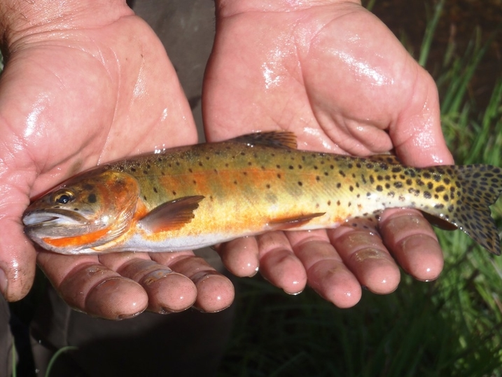 <p>Golden trout with dense black spotting concentrated toward the tail and orange-red throat slash marks; fewer body spots than rainbow trout. </p>