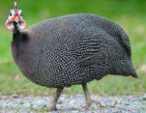<p>welk type kip is dit</p>