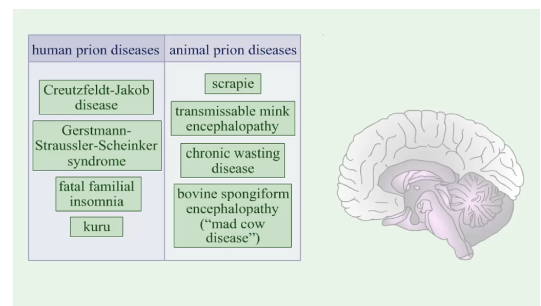 <p>Human:</p><ul><li><p>CJD</p></li><li><p>Gestmann-Strassler-Schenker syndrome</p></li><li><p>Fatal familial insomnia</p></li><li><p>Kuru</p></li></ul><p>Animal:</p><ul><li><p>Scrapie</p></li><li><p>Transmissible mink encephalopathy</p></li><li><p>Chronic wasting disease</p></li><li><p>Bovine spongiform encephalopathy</p></li></ul><p></p>