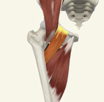 <p>Pectineus Actions</p>