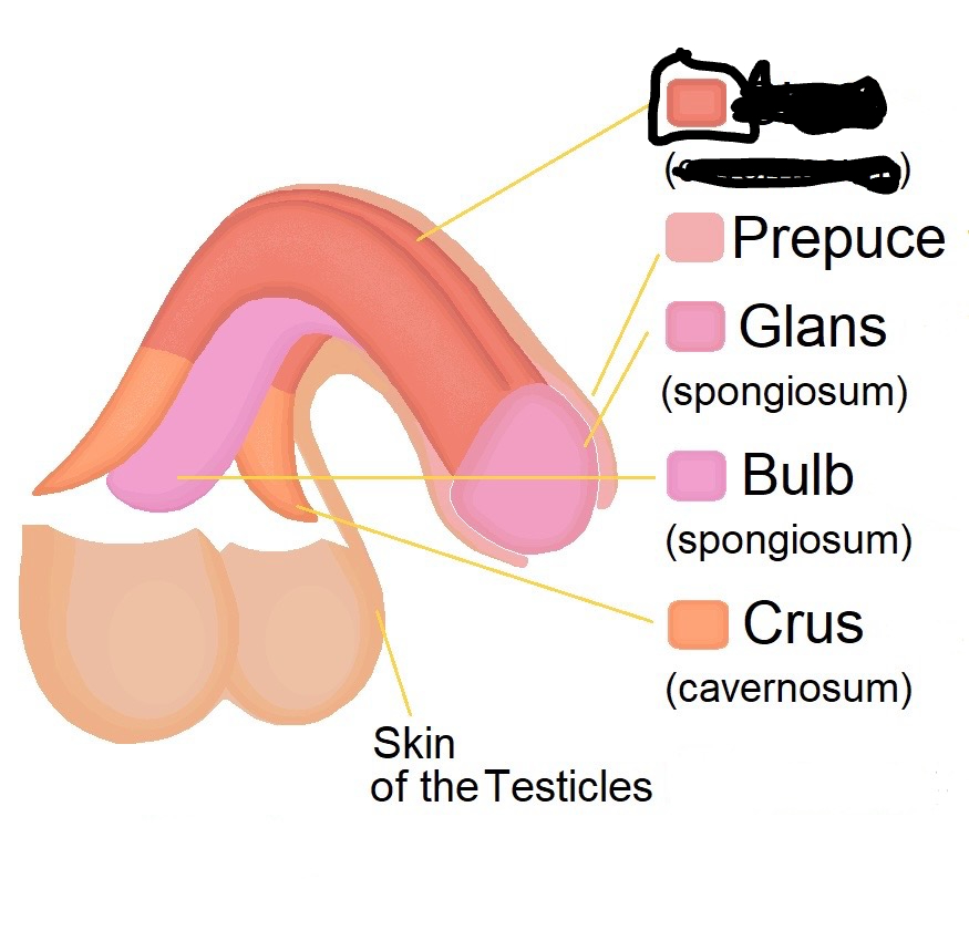 <p>body of penis that contains most erectile tissue</p>