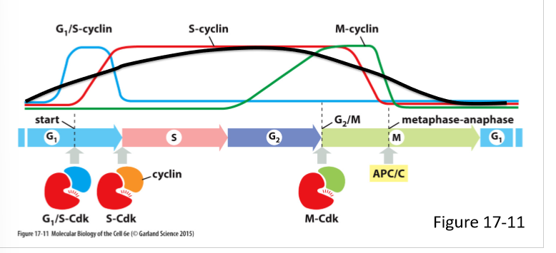 <ul><li><p>Rise gradually during G1 phase and fall during M phase</p></li><li><p>Regulate G1/S-Cdk activity</p></li></ul><p></p>