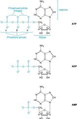 <p>They are high-energy bonds that release substantial energy upon hydrolysis.</p>