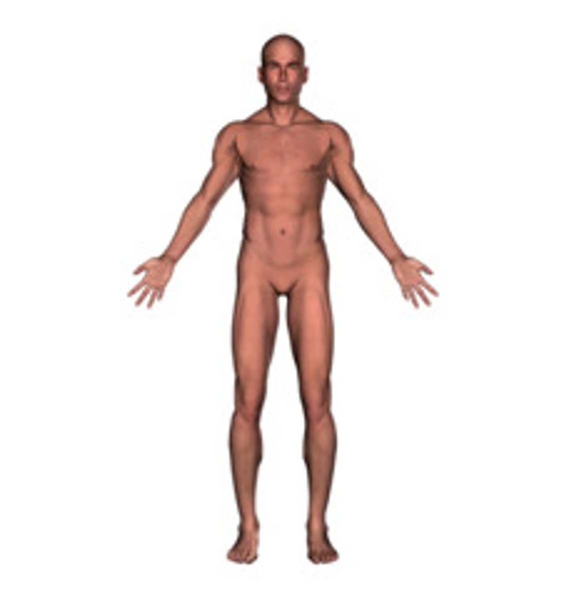 <p>The position of reference in which the patient stands facing you, arms at the side, with the palms of the hands forward.</p>