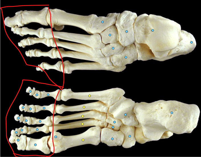 <p>distal, middle & proximal</p>