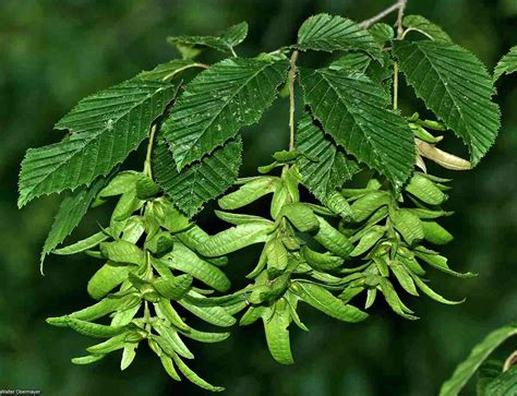 <p>Carpinus betulus </p>