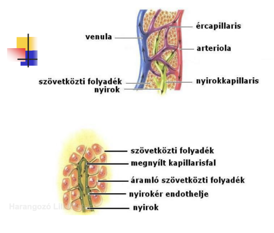 <ul><li><p style="text-align: justify;"><span><strong>A kapillarisokból a szövetközti térbe kiszűrődött folyadék</strong></span></p></li><li><p style="text-align: justify;"><span><strong>Összetétele</strong></span><span style="background-color: transparent;">: víz, lúgos vegyhatású (pH kb. 7,4-7,45), plazmafehérje, zsír, elvétve lymphocyta</span></p></li><li><p style="text-align: justify;"><span style="background-color: transparent;">Elvezetés sajátosságai</span></p><ul><li><p style="text-align: justify;"><span style="background-color: transparent;">A nyirokerek vakon kezdődnek</span></p></li><li><p style="text-align: justify;"><span style="background-color: transparent;">Billentyűk: a nyirokerekben szelepszerűen működnek, megakadályozzák a visszaáramlást</span></p></li><li><p style="text-align: justify;"><span style="background-color: transparent;">Áramlást serkenti: szervek vagy izmok összehúzódása → nyirokerek kompressziója; negatív mellkasi nyomás (belégzés) → gyorsítja a nyirok áramlását</span></p></li></ul></li></ul><p></p>