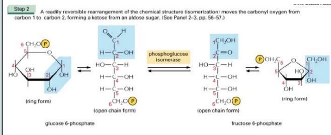 <p>Dit is de fosfohexose isomerase reactie. Hierbij zal het enzym fosfoglucose isomerase het glucose 6-fosfaat zesring omzetten naar de fructose-6-fosfaat vijfring. Hierbij wordt de ring korter afgesloten. </p>