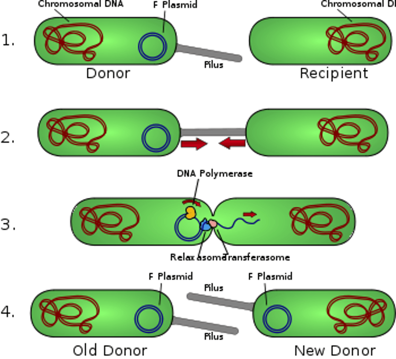 <p>sexual reproduction of some protists; involves the joining of 2 paramecium, &amp; the exchange of genetic material using the micronuclei</p>